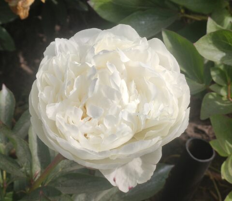 Mieke Bral Peony Mieke Bral