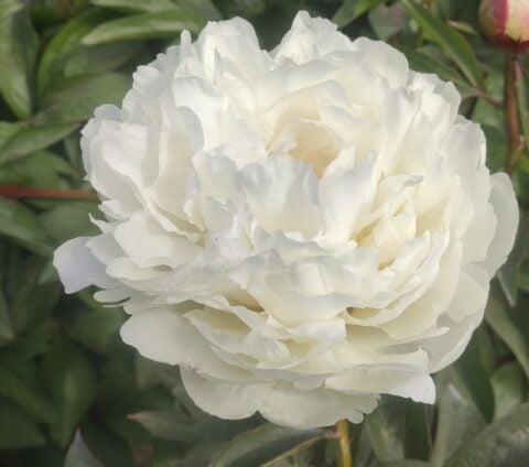 Mieke Bral Peony Mieke Bral