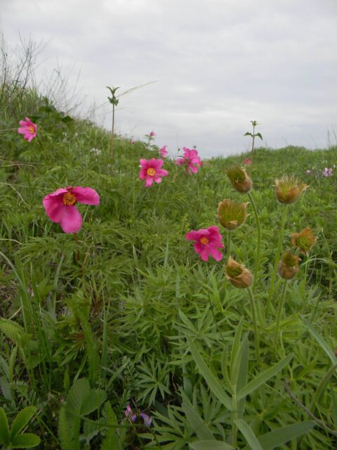 P. intermedia - Copyright Andrey Dedov