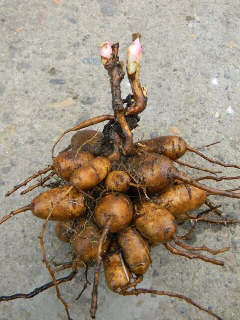 P. intermedia - Copyright Andrey Dedov