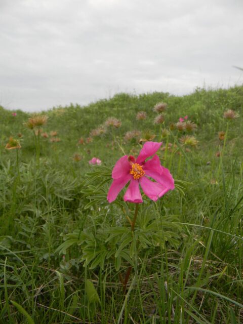 P. intermedia - Copyright Andrey Dedov