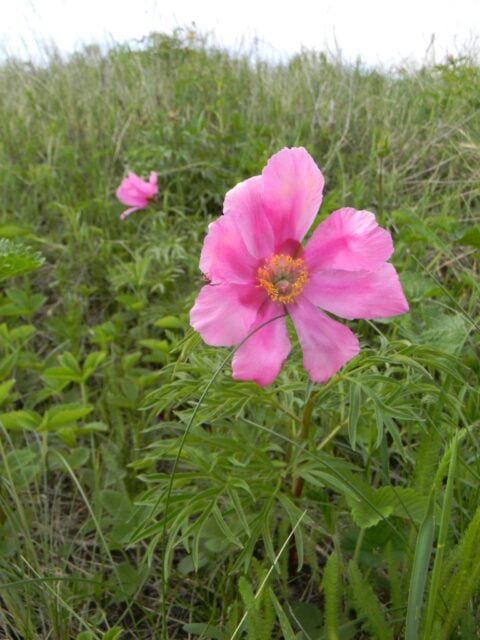 P. intermedia - Copyright Andrey Dedov