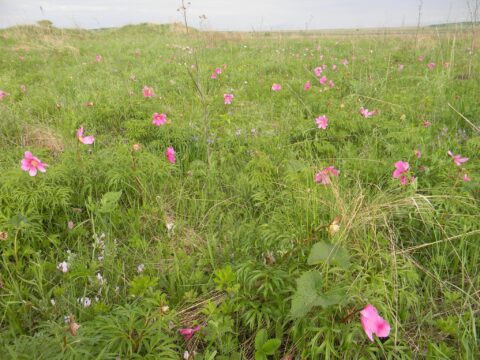 P. intermedia - Copyright Andrey Dedov