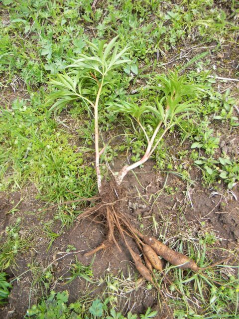 andrey dedov - p intermedia 1 Paeonia intermedia - Copyright Andrey Dedov