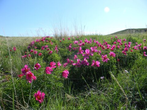 andrey dedov - p intermedia 2 Paeonia intermedia - Copyright Andrey Dedov