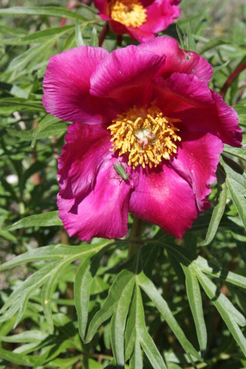 Paeonia intermedia in Kazachstan, Ile-Alatau National Park - Copyright Harrie de Vries Paeonia intermedia in Kazachstan, Ile-Alatau National Park - Copyright Harrie de Vries