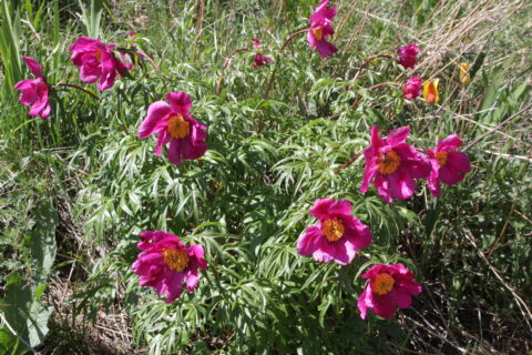 Paeonia intermedia in Kazachstan, Ile-Alatau National Park - Copyright Harrie de Vries Paeonia intermedia in Kazachstan, Ile-Alatau National Park - Copyright Harrie de Vries