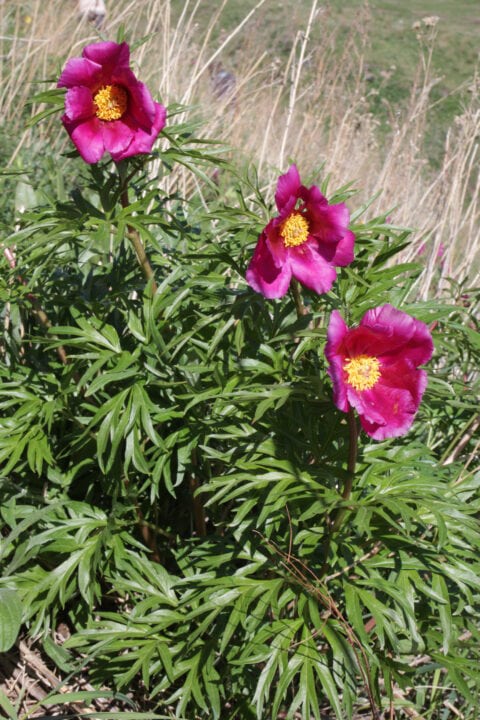 Paeonia intermedia in Kazachstan, Ile-Alatau National Park - Copyright Harrie de Vries Paeonia intermedia in Kazachstan, Ile-Alatau National Park - Copyright Harrie de Vries