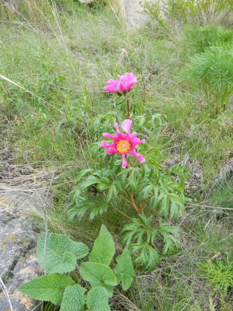 P. hybrida - Copyright Andrey Dedov