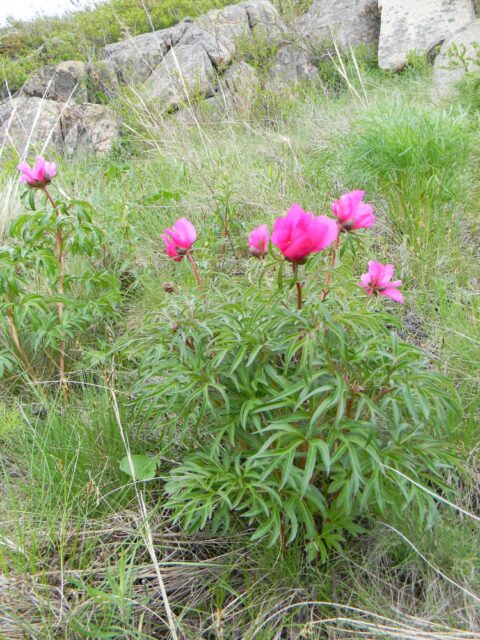 P. hybrida - Copyright Andrey Dedov