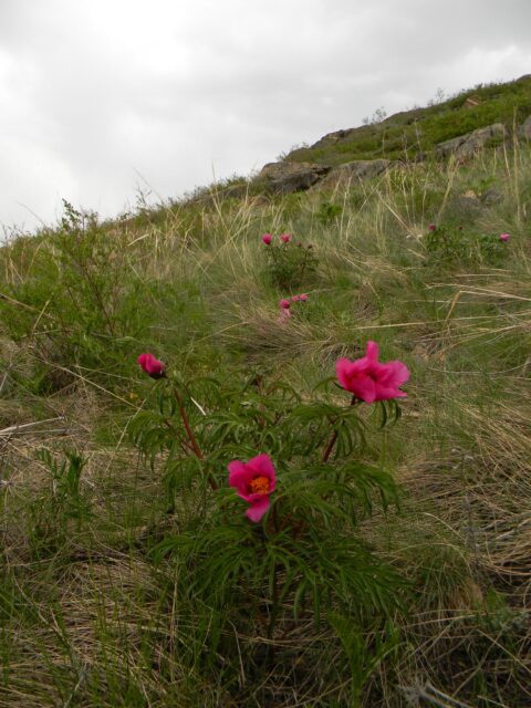 P. hybrida - Copyright Andrey Dedov