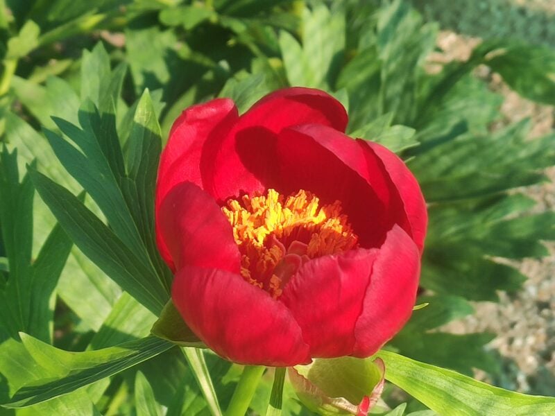 Paeonia peregrina. Copyright Koen Hurtekant