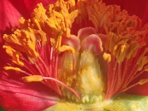 Paeonia peregrina. Copyright Koen Hurtekant