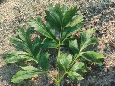 Paeonia peregrina. Copyright Koen Hurtekant