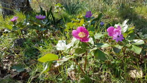 Copyright Liberto Dario. "Paeonia corsica from western Greece. Also to be found in relatively big numbers on Zakynthos island."