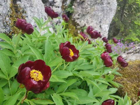Copyright Liberto Dario. "Paeonia parnassica on Mt. Parnassus (aka the king). Endemic to the mountain and nearby Mt.Elikonas."