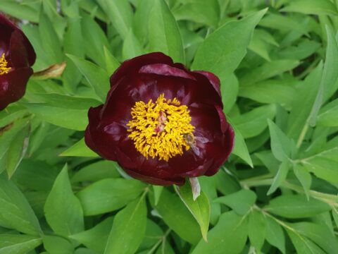 Copyright Liberto Dario. "Paeonia parnassica on Mt. Parnassus."