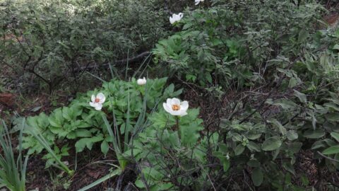Copyright Liberto Dario. "Paeonia clusii subsp. rhodia on Rodos island. A, rich soil, open woodland habitat and a strong cinnamon scent to complete the picture for this Rodos and Karpathos endemic."