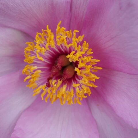 Peony Lavender