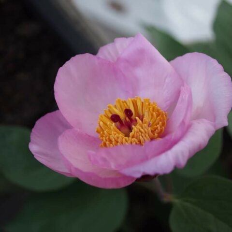 Peony Lavender