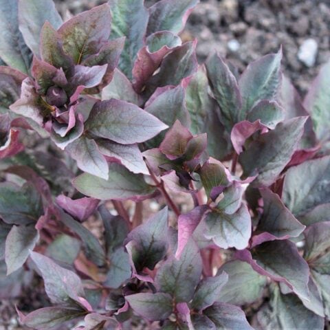 Peony Lavender