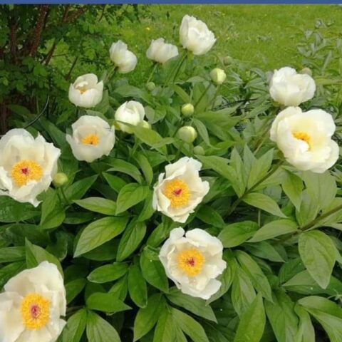 Peony Elizabeth Cahn