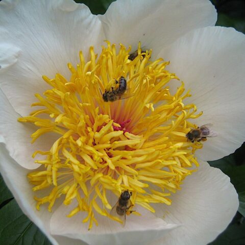 Peony Sanctus