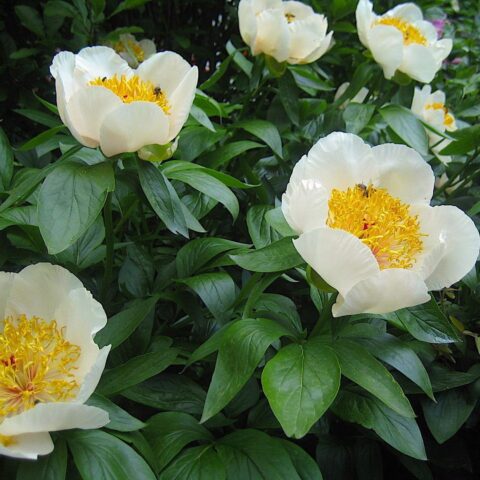 Peony Sanctus