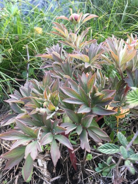 Paeonia officinalis ssp microcarpa in Portugal - Copyright Samuel da Costa Paeonia officinalis ssp microcarpa in Portugal - Copyright Samuel da Costa