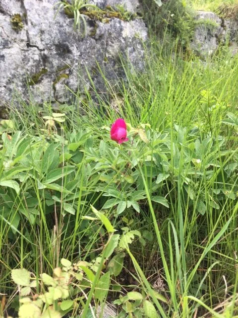 Paeonia officinalis ssp microcarpa in Portugal - Copyright Samuel da Costa