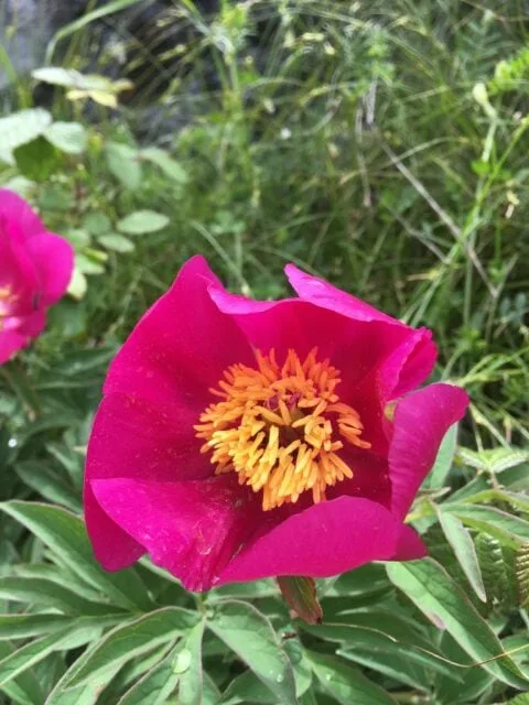 Paeonia officinalis ssp microcarpa in Portugal - Copyright Samuel da Costa
