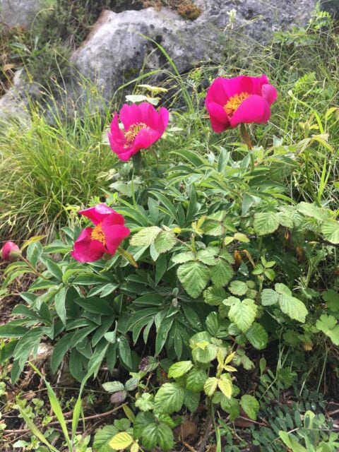Paeonia officinalis ssp microcarpa in Portugal - Copyright Samuel da Costa Paeonia officinalis ssp microcarpa in Portugal - Copyright Samuel da Costa