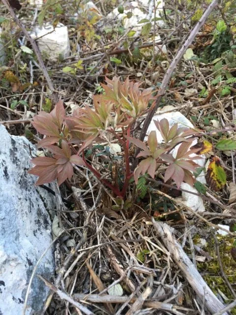 Paeonia officinalis ssp microcarpa in Portugal - Copyright Samuel da Costa