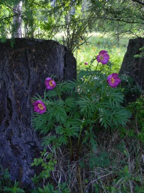 Paeonia anomala  The Peony Society