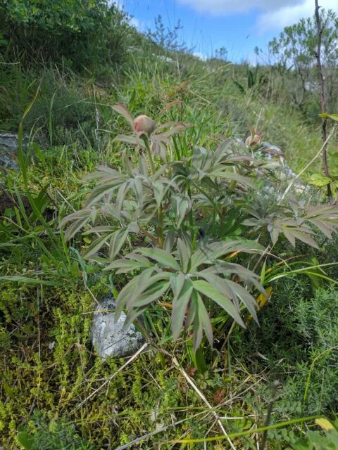 Paeonia officinalis ssp microcarpa in Portugal - Copyright Samuel da Costa
