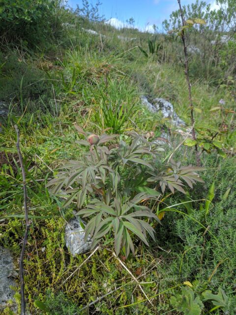 Paeonia officinalis ssp microcarpa in Portugal - Copyright Samuel da Costa Paeonia officinalis ssp microcarpa in Portugal - Copyright Samuel da Costa