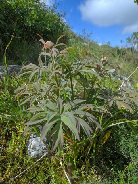 Paeonia officinalis ssp microcarpa in Portugal - Copyright Samuel da Costa Paeonia officinalis ssp microcarpa in Portugal - Copyright Samuel da Costa