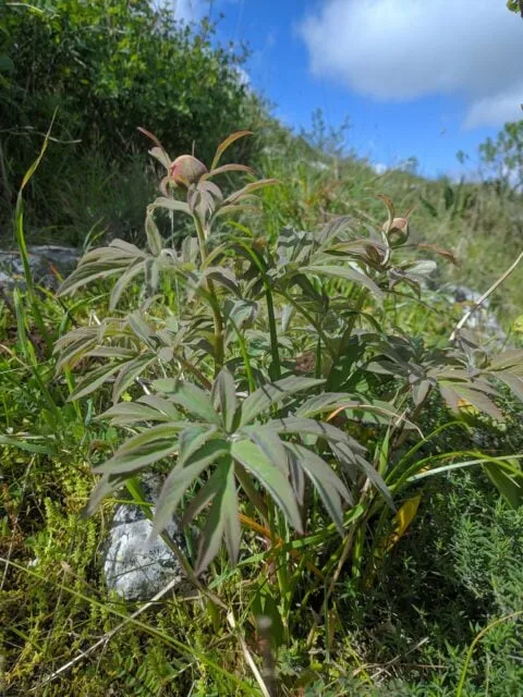 Paeonia officinalis ssp microcarpa in Portugal - Copyright Samuel da Costa