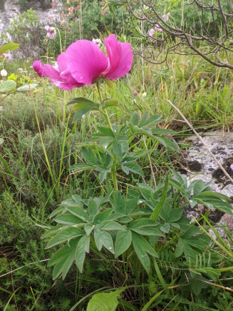 Paeonia officinalis ssp microcarpa in Portugal - Copyright Samuel da Costa Paeonia officinalis ssp microcarpa in Portugal - Copyright Samuel da Costa