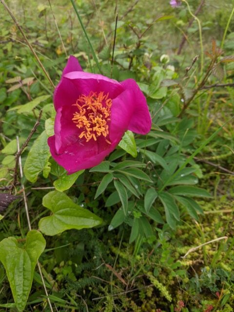 Paeonia officinalis ssp microcarpa in Portugal - Copyright Samuel da Costa Paeonia officinalis ssp microcarpa in Portugal - Copyright Samuel da Costa