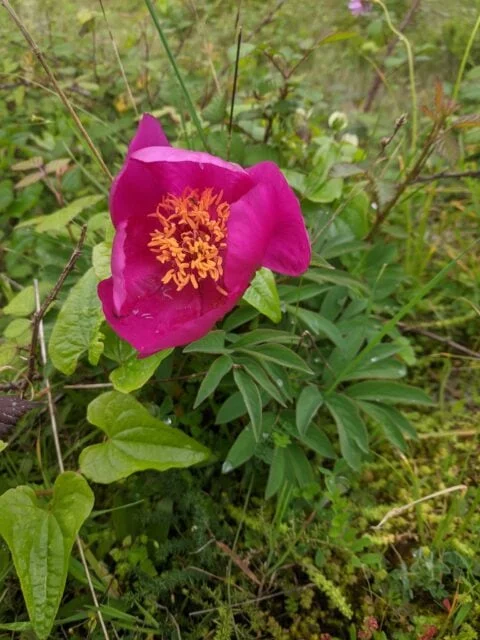 Paeonia officinalis ssp microcarpa in Portugal - Copyright Samuel da Costa