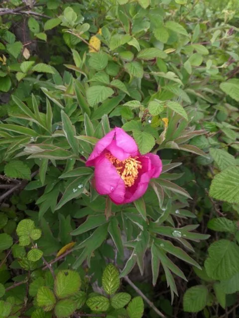 Paeonia officinalis ssp microcarpa in Portugal - Copyright Samuel da Costa