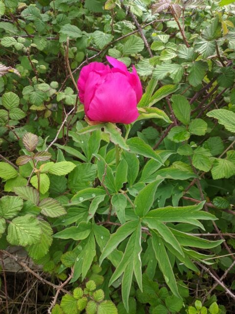 Paeonia officinalis ssp microcarpa in Portugal - Copyright Samuel da Costa Paeonia officinalis ssp microcarpa in Portugal - Copyright Samuel da Costa