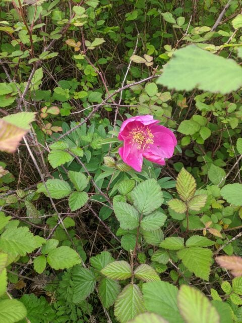 Paeonia officinalis ssp microcarpa in Portugal - Copyright Samuel da Costa Paeonia officinalis ssp microcarpa in Portugal - Copyright Samuel da Costa