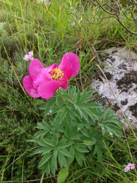 Paeonia officinalis ssp microcarpa in Portugal - Copyright Samuel da Costa