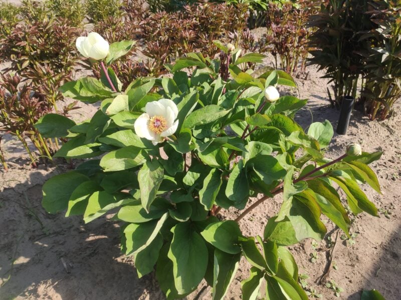 Paeonia mascula ssp bodurii