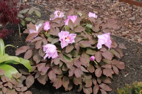 Paeonia qiui - copyright Dick Westland