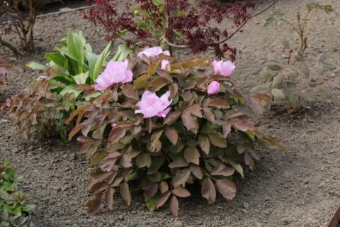 Paeonia qiui - copyright Dick Westland