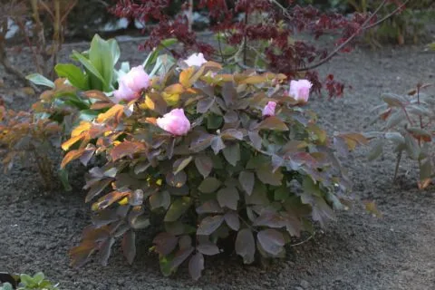 Paeonia qiui - copyright Dick Westland