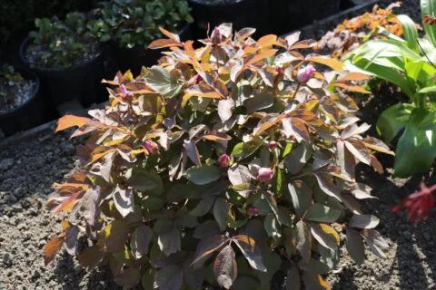 Paeonia qiui - copyright Dick Westland
